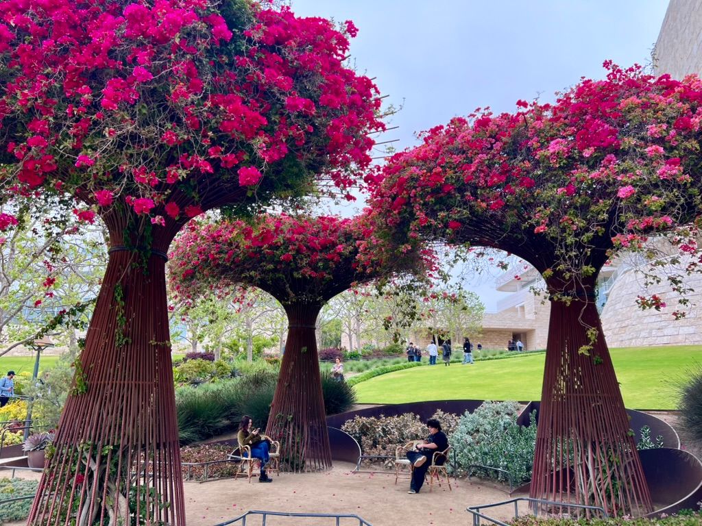 Bright pink bougainvillea arbors over the Central Garden at the Getty Center