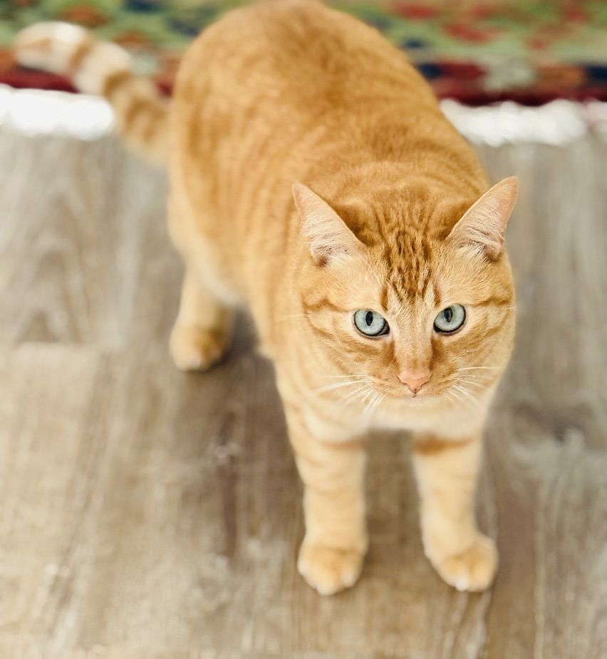 An orange tabby cat looking up at the camera from a wooden floor