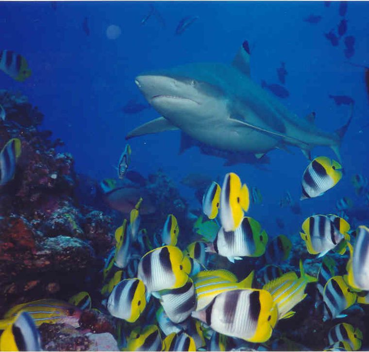 A reef shark gliding above a school of yellow and white butterflyfish off Bora Bora