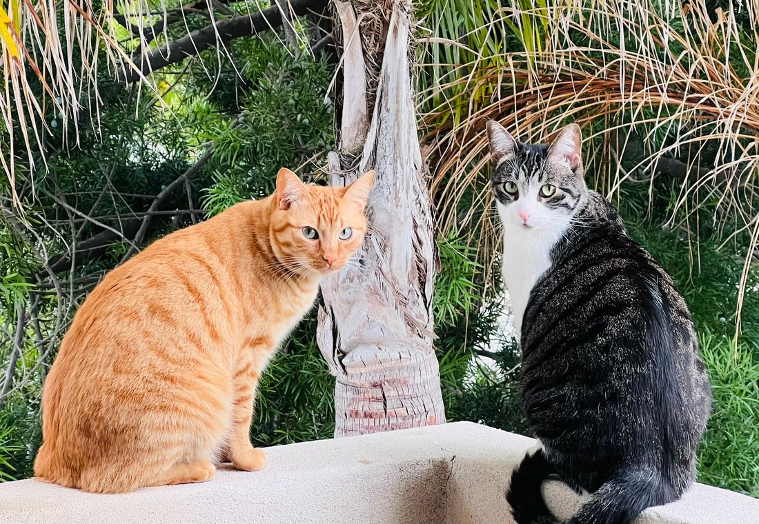 Claudia’s two cats, an orange tabby and a grey and white tabby, sitting on a wall under a palm tree and looking straight at the camera